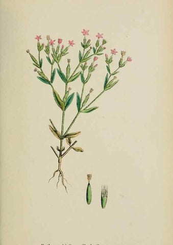 Reproducción/Reproduction 48718067532: English botany, or, Coloured figures of British plants /. London :R. Hardwicke,1863-1886.. 
