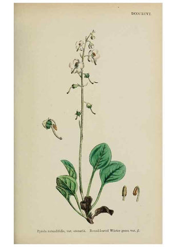 Reproducción/Reproduction 48718062612: English botany, or, Coloured figures of British plants /. London :R. Hardwicke,1863-1886.. 
