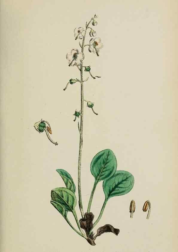 Reproducción/Reproduction 48718062612: English botany, or, Coloured figures of British plants /. London :R. Hardwicke,1863-1886.. 