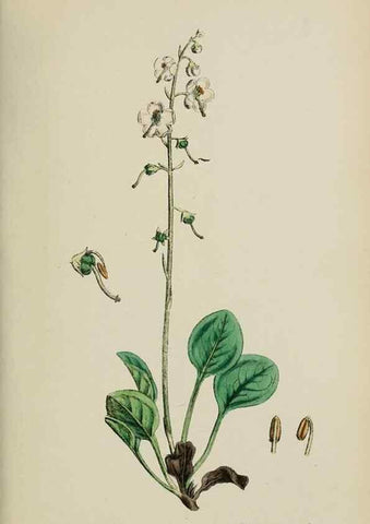Reproducción/Reproduction 48718062612: English botany, or, Coloured figures of British plants /. London :R. Hardwicke,1863-1886.. 