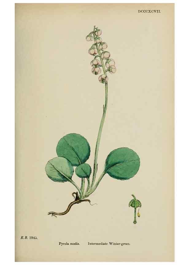 Reproducción/Reproduction 48717555873: English botany, or, Coloured figures of British plants /. London :R. Hardwicke,1863-1886.. 