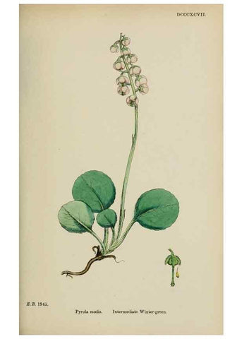 Reproducción/Reproduction 48717555873: English botany, or, Coloured figures of British plants /. London :R. Hardwicke,1863-1886.. 
