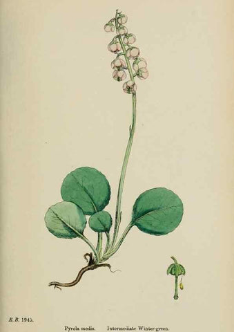Reproducción/Reproduction 48717555873: English botany, or, Coloured figures of British plants /. London :R. Hardwicke,1863-1886.. 