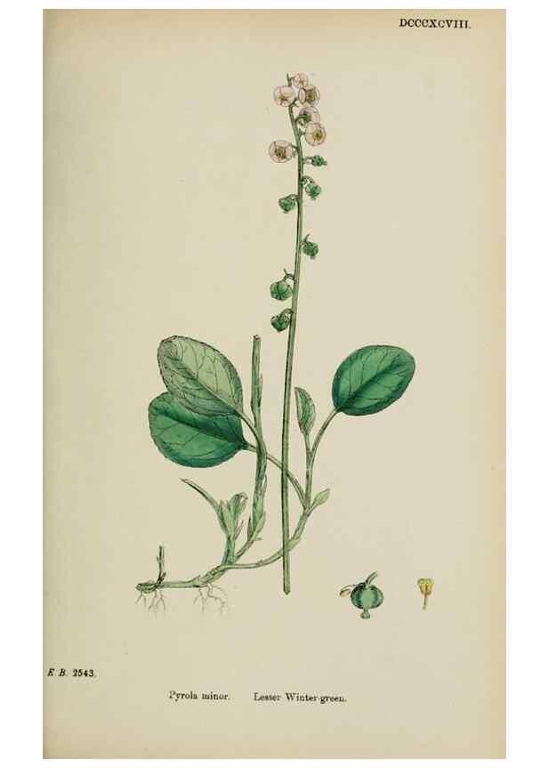 Reproducción/Reproduction 48718063212: English botany, or, Coloured figures of British plants /. London :R. Hardwicke,1863-1886.. 