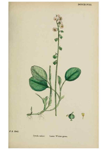 Reproducción/Reproduction 48718063212: English botany, or, Coloured figures of British plants /. London :R. Hardwicke,1863-1886.. 
