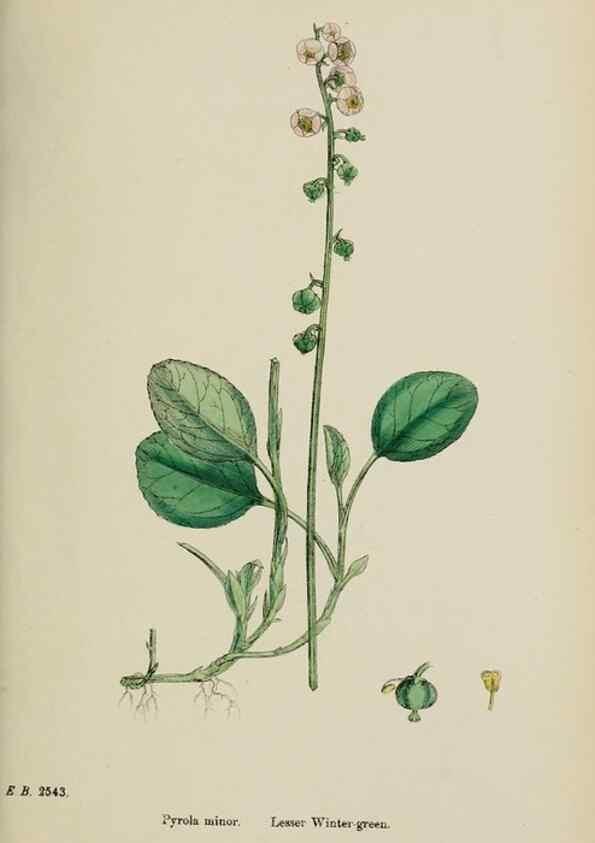 Reproducción/Reproduction 48718063212: English botany, or, Coloured figures of British plants /. London :R. Hardwicke,1863-1886.. 