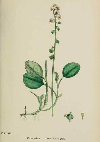 Reproducción/Reproduction 48718063212: English botany, or, Coloured figures of British plants /. London :R. Hardwicke,1863-1886.. 