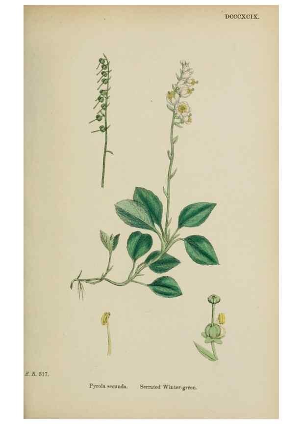 Reproducción/Reproduction 48717556443: English botany, or, Coloured figures of British plants /. London :R. Hardwicke,1863-1886.. 