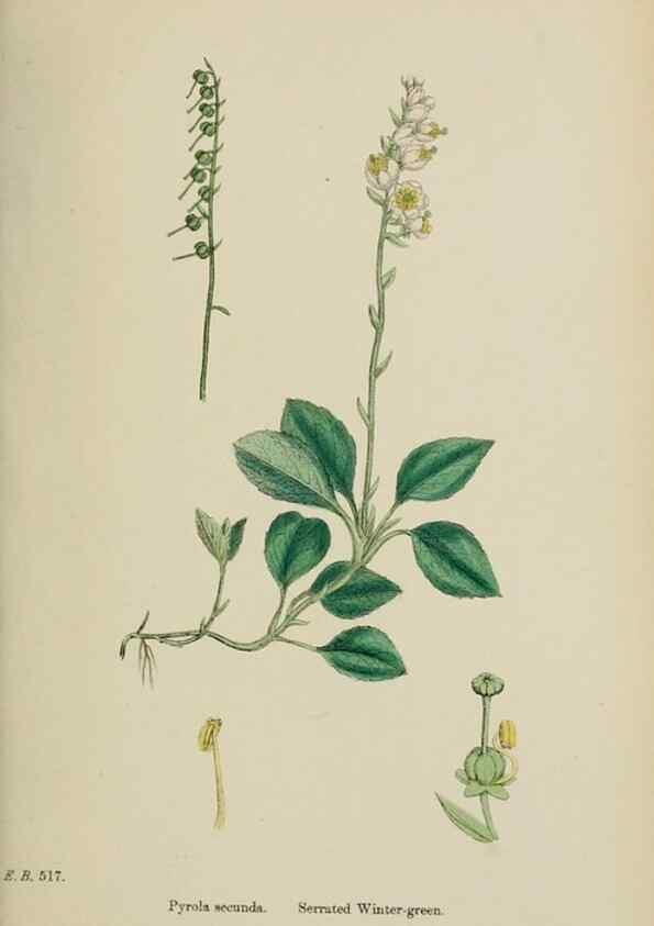 Reproducción/Reproduction 48717556443: English botany, or, Coloured figures of British plants /. London :R. Hardwicke,1863-1886.. 