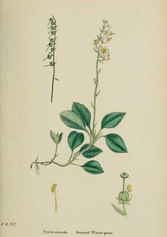 Reproducción/Reproduction 48717556443: English botany, or, Coloured figures of British plants /. London :R. Hardwicke,1863-1886.. 