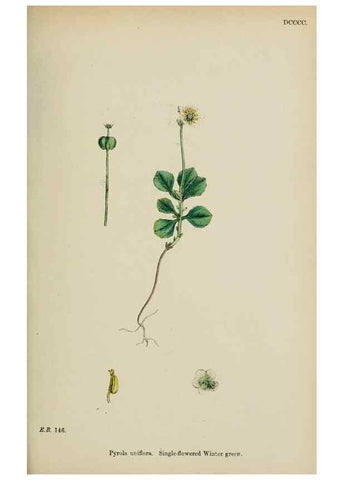 Reproducción/Reproduction 48717892851: English botany, or, Coloured figures of British plants /. London :R. Hardwicke,1863-1886.. 