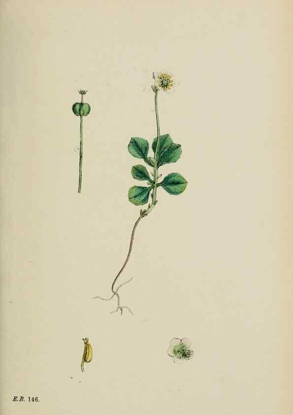 Reproducción/Reproduction 48717892851: English botany, or, Coloured figures of British plants /. London :R. Hardwicke,1863-1886.. 