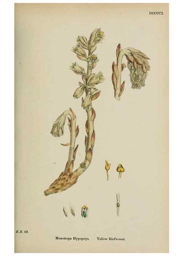 Reproducción/Reproduction 48717893126: English botany, or, Coloured figures of British plants /. London :R. Hardwicke,1863-1886.. 