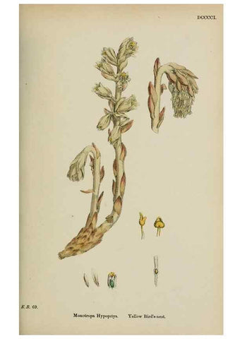 Reproducción/Reproduction 48717893126: English botany, or, Coloured figures of British plants /. London :R. Hardwicke,1863-1886.. 
