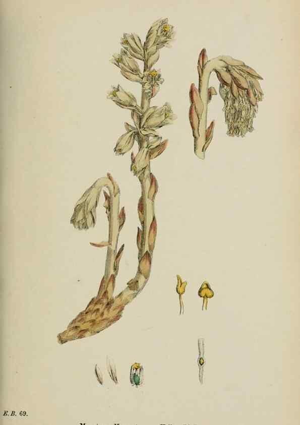 Reproducción/Reproduction 48717893126: English botany, or, Coloured figures of British plants /. London :R. Hardwicke,1863-1886.. 