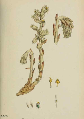 Reproducción/Reproduction 48717893126: English botany, or, Coloured figures of British plants /. London :R. Hardwicke,1863-1886.. 