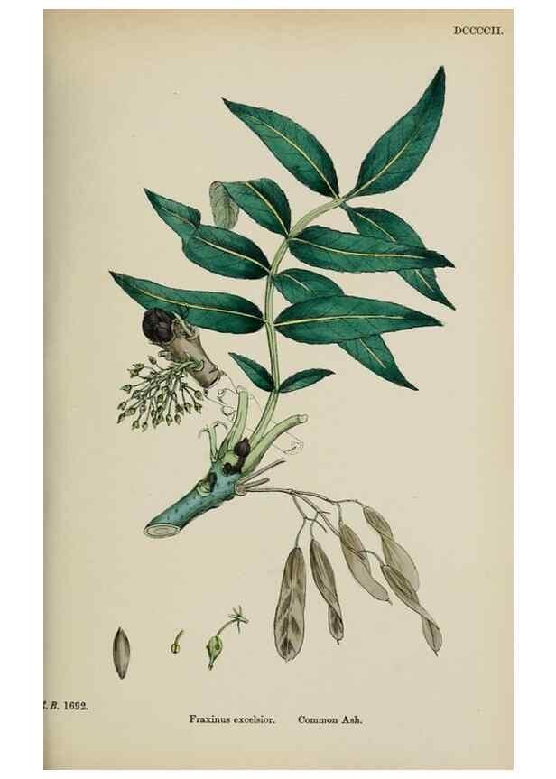 Reproducción/Reproduction 48717557288: English botany, or, Coloured figures of British plants /. London :R. Hardwicke,1863-1886.. 