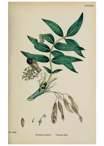 Reproducción/Reproduction 48717557288: English botany, or, Coloured figures of British plants /. London :R. Hardwicke,1863-1886.. 