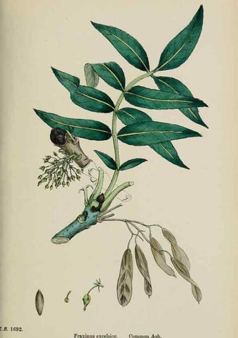 Reproducción/Reproduction 48717557288: English botany, or, Coloured figures of British plants /. London :R. Hardwicke,1863-1886.. 