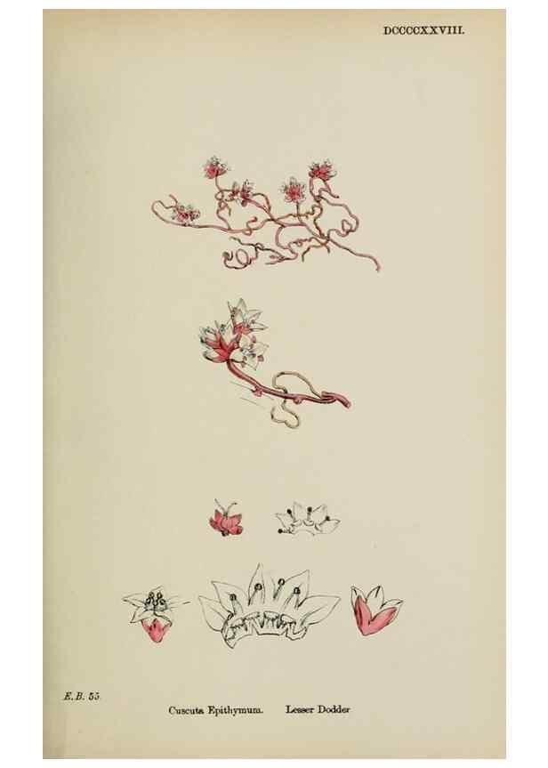Reproducción/Reproduction 48718073672: English botany, or, Coloured figures of British plants /. London :R. Hardwicke,1863-1886.. 