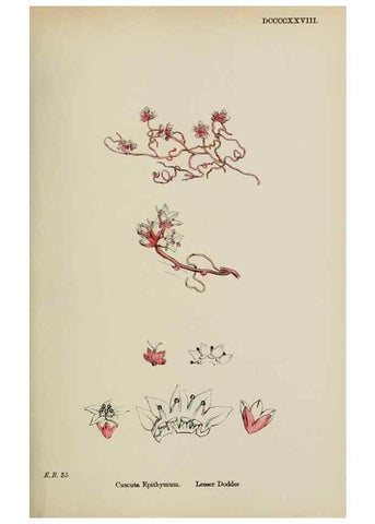 Reproducción/Reproduction 48718073672: English botany, or, Coloured figures of British plants /. London :R. Hardwicke,1863-1886.. 