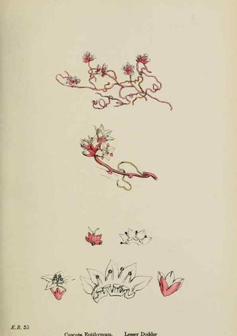 Reproducción/Reproduction 48718073672: English botany, or, Coloured figures of British plants /. London :R. Hardwicke,1863-1886.. 