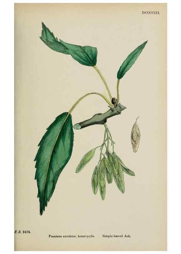 Reproducción/Reproduction 48717557663: English botany, or, Coloured figures of British plants /. London :R. Hardwicke,1863-1886.. 