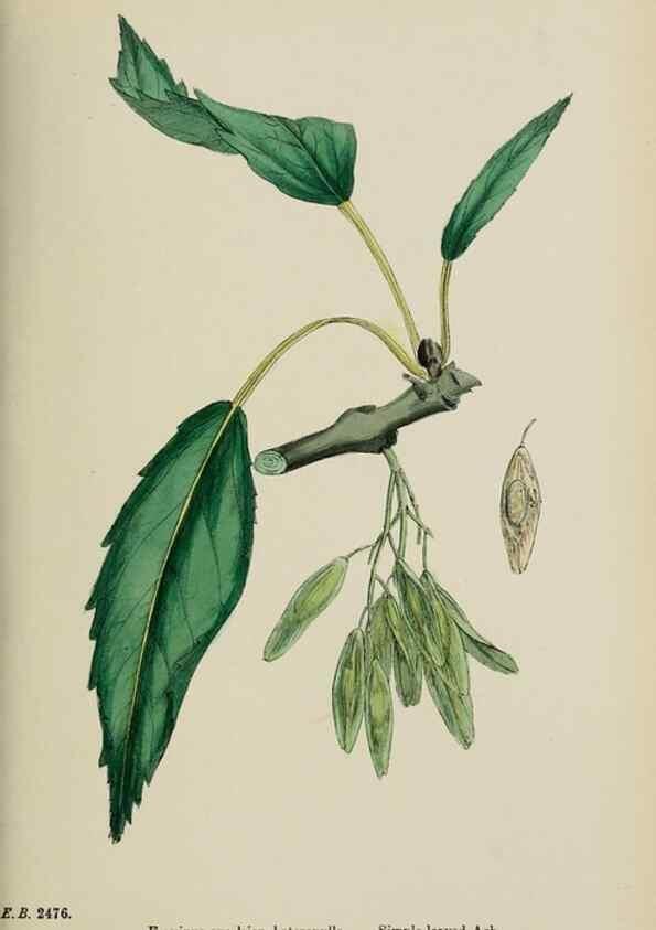 Reproducción/Reproduction 48717557663: English botany, or, Coloured figures of British plants /. London :R. Hardwicke,1863-1886.. 