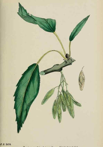 Reproducción/Reproduction 48717557663: English botany, or, Coloured figures of British plants /. London :R. Hardwicke,1863-1886.. 
