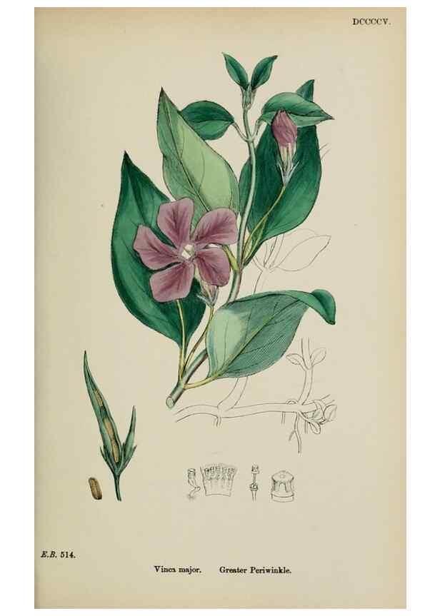 Reproducción/Reproduction 48718065402: English botany, or, Coloured figures of British plants /. London :R. Hardwicke,1863-1886.. 