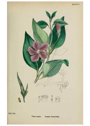 Reproducción/Reproduction 48718065402: English botany, or, Coloured figures of British plants /. London :R. Hardwicke,1863-1886.. 
