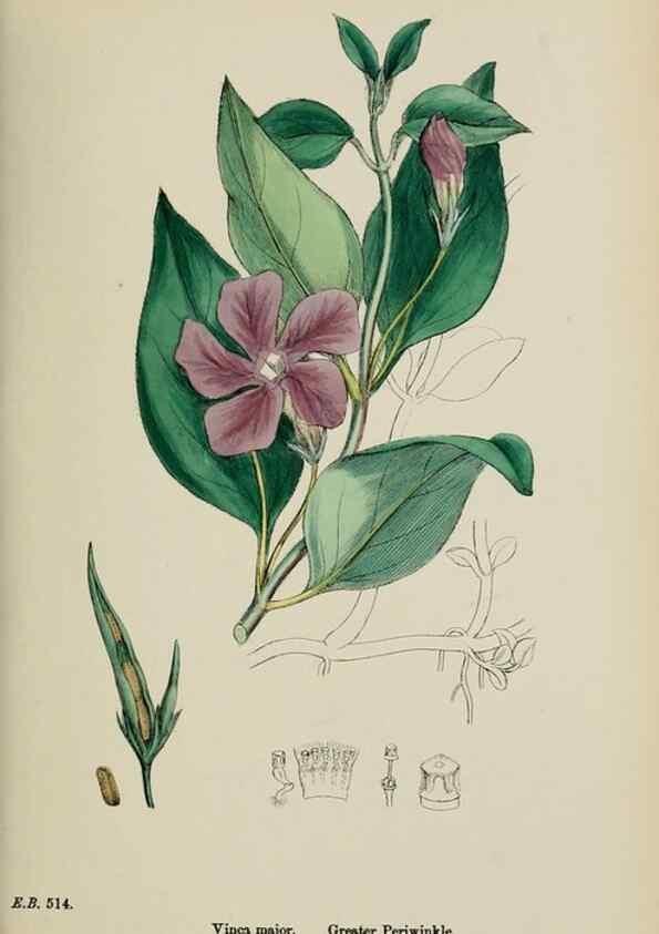 Reproducción/Reproduction 48718065402: English botany, or, Coloured figures of British plants /. London :R. Hardwicke,1863-1886.. 