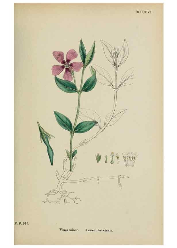 Reproducción/Reproduction 48718065717: English botany, or, Coloured figures of British plants /. London :R. Hardwicke,1863-1886.. 