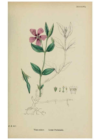 Reproducción/Reproduction 48718065717: English botany, or, Coloured figures of British plants /. London :R. Hardwicke,1863-1886.. 