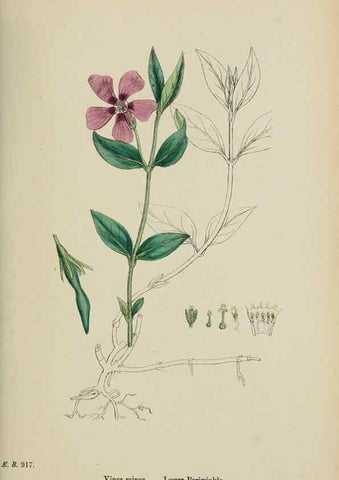 Reproducción/Reproduction 48718065717: English botany, or, Coloured figures of British plants /. London :R. Hardwicke,1863-1886.. 