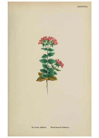 Reproducción/Reproduction 48717558983: English botany, or, Coloured figures of British plants /. London :R. Hardwicke,1863-1886.. 
