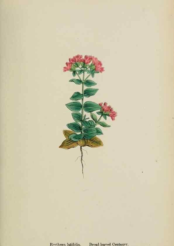 Reproducción/Reproduction 48717558983: English botany, or, Coloured figures of British plants /. London :R. Hardwicke,1863-1886.. 