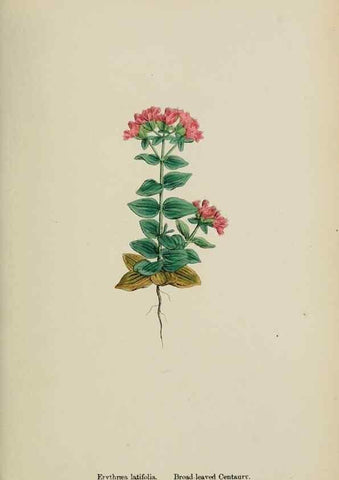 Reproducción/Reproduction 48717558983: English botany, or, Coloured figures of British plants /. London :R. Hardwicke,1863-1886.. 