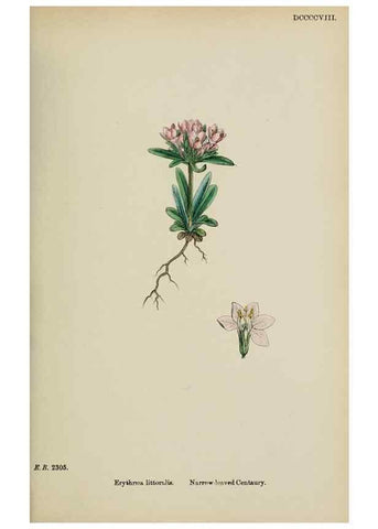 Reproducción/Reproduction 48717559203: English botany, or, Coloured figures of British plants /. London :R. Hardwicke,1863-1886.. 