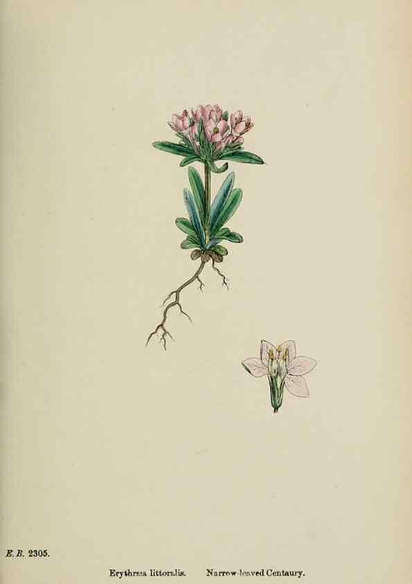 Reproducción/Reproduction 48717559203: English botany, or, Coloured figures of British plants /. London :R. Hardwicke,1863-1886.. 