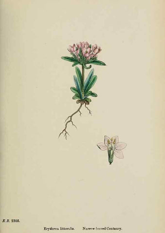 Reproducción/Reproduction 48717559203: English botany, or, Coloured figures of British plants /. London :R. Hardwicke,1863-1886.. 