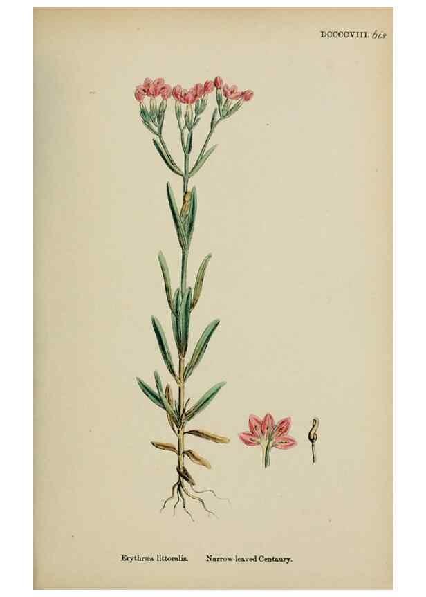 Reproducción/Reproduction 48717559693: English botany, or, Coloured figures of British plants /. London :R. Hardwicke,1863-1886.. 