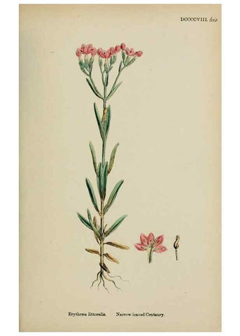Reproducción/Reproduction 48717559693: English botany, or, Coloured figures of British plants /. London :R. Hardwicke,1863-1886.. 