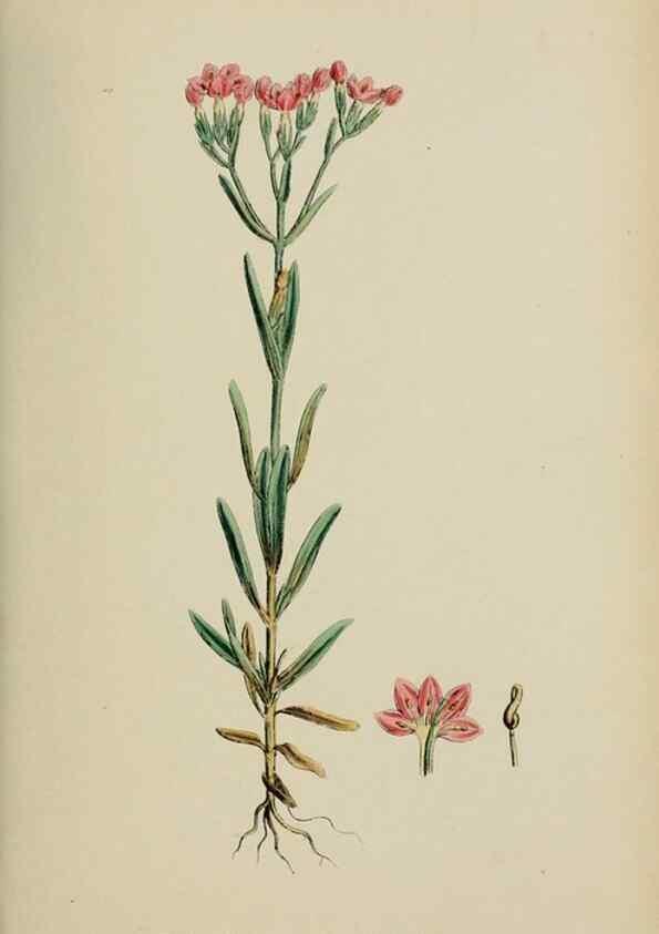 Reproducción/Reproduction 48717559693: English botany, or, Coloured figures of British plants /. London :R. Hardwicke,1863-1886.. 