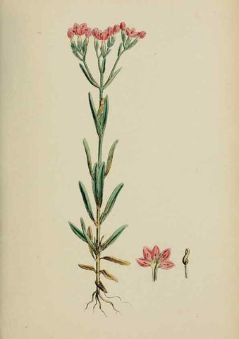 Reproducción/Reproduction 48717559693: English botany, or, Coloured figures of British plants /. London :R. Hardwicke,1863-1886.. 