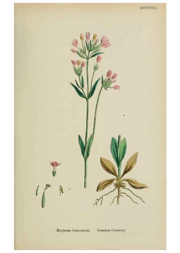 Reproducción/Reproduction 48718066942: English botany, or, Coloured figures of British plants /. London :R. Hardwicke,1863-1886.. 