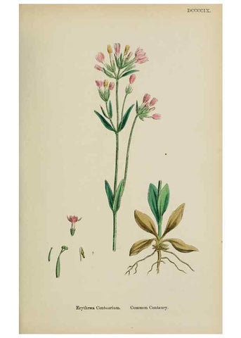 Reproducción/Reproduction 48718066942: English botany, or, Coloured figures of British plants /. London :R. Hardwicke,1863-1886.. 