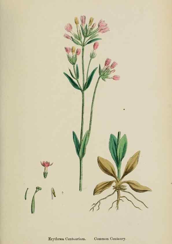 Reproducción/Reproduction 48718066942: English botany, or, Coloured figures of British plants /. London :R. Hardwicke,1863-1886.. 