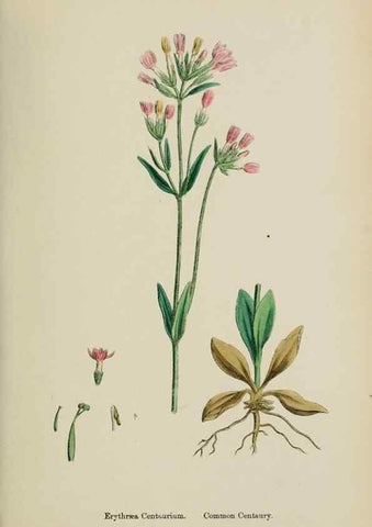 Reproducción/Reproduction 48718066942: English botany, or, Coloured figures of British plants /. London :R. Hardwicke,1863-1886.. 