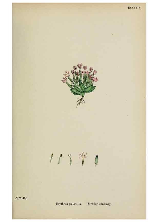Reproducción/Reproduction 48717896296: English botany, or, Coloured figures of British plants /. London :R. Hardwicke,1863-1886.. 